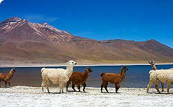 Lagunas Altiplánicas