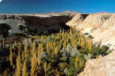 Toconao and Atacama Salt lake