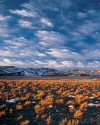 Maricunga Salt Flat