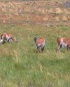 Vicuñas