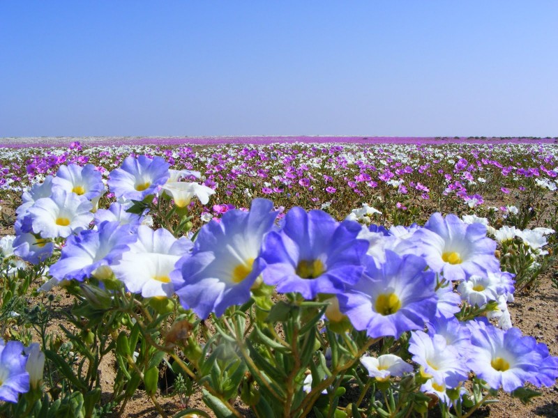 Desierto Florido : Atacama Chile