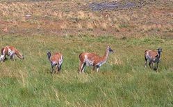 Vicuñas