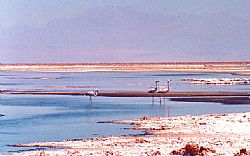 Lagunas Altiplánicas