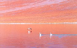 Altiplanic Lagoons