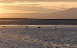 Salar de Atacama