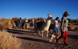 Caravana Ancestral San Pedro de Atacama