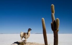 Travesía al Salar de Uyuni