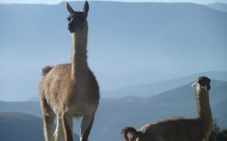 Caravana Ancestral San Pedro de Atacama