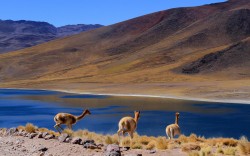 Caravana Ancestral San Pedro de Atacama